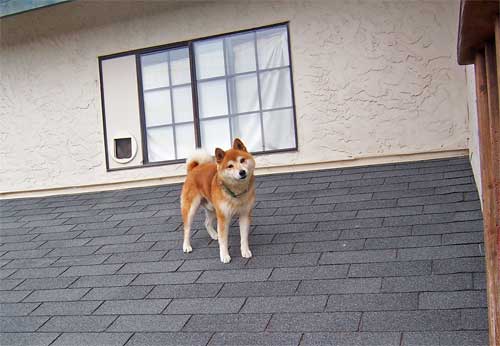 Dog on roof